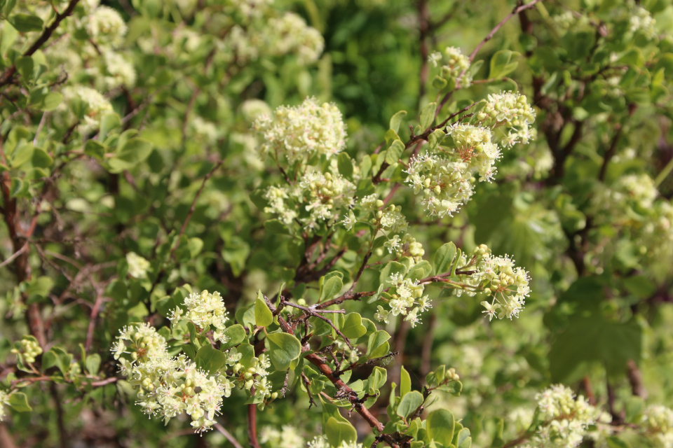 Курчавка грушелистная (лат. Atraphaxis pyrifolia Bunge). Ботанический сад Орхус 28 мая 2023, Дания 