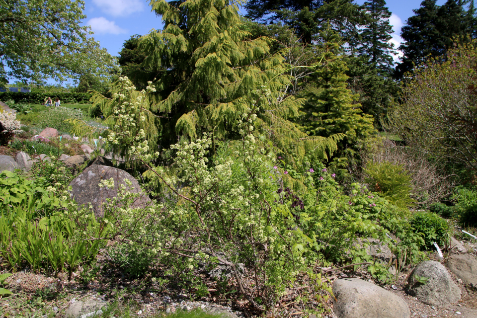 Курчавка грушелистная (лат. Atraphaxis pyrifolia Bunge). Ботанический сад Орхус 28 мая 2023, Дания 