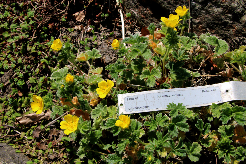 Лапчатка андская (лат. Potentilla andicola). Ботанический сад Орхус 12 мая 2023, Дания 