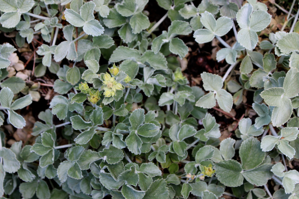 Лапчатка красивая (лат. Potentilla speciosa). Ботанический сад г. Орхус, Дания. 28 мая 2023 