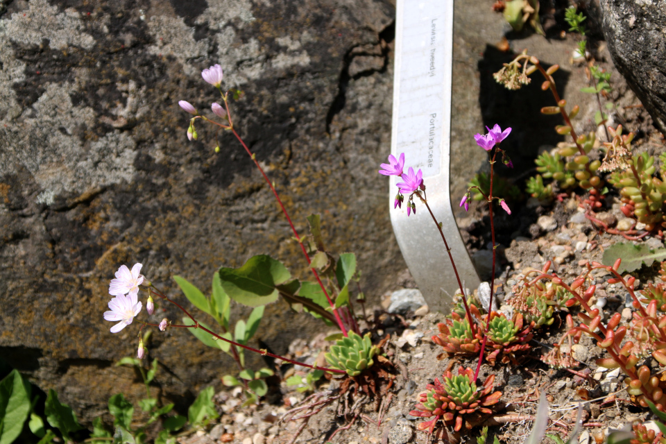 Твиди (лат. Lewisia tweedyi), Левизия Созвездие (дат. Porcelænsblomst / Bitterrod, лат. Lewisia Cotyledon), Ботанический сад Орхус 28 мая 2023, Дания 