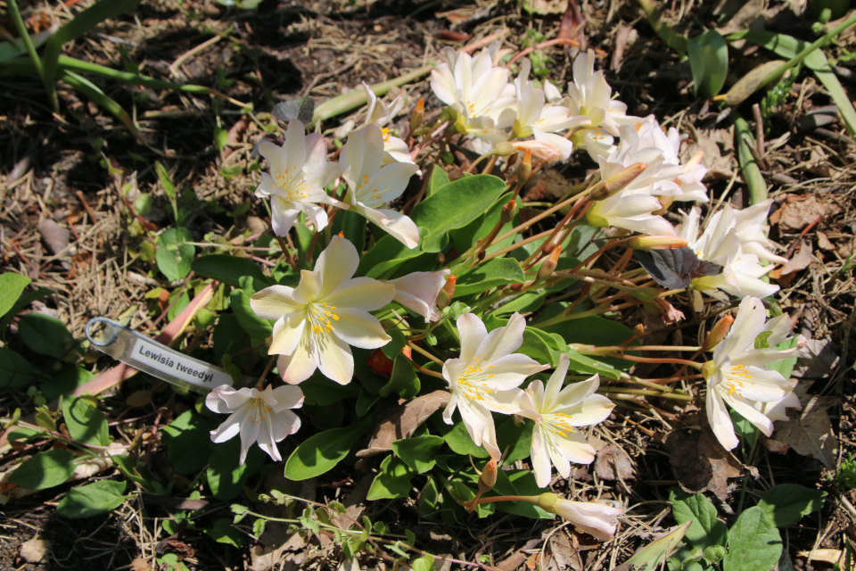 Левизия Твиди (лат. Lewisia tweedyi). Ботанический сад Орхус 12 мая 2023, Дания 