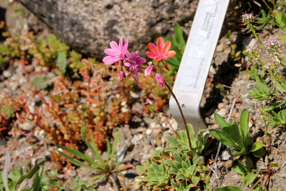 Левизия Созвездие (дат. Porcelænsblomst / Bitterrod, лат. Lewisia Cotyledon), Ботанический сад Орхус 28 мая 2023, Дания 