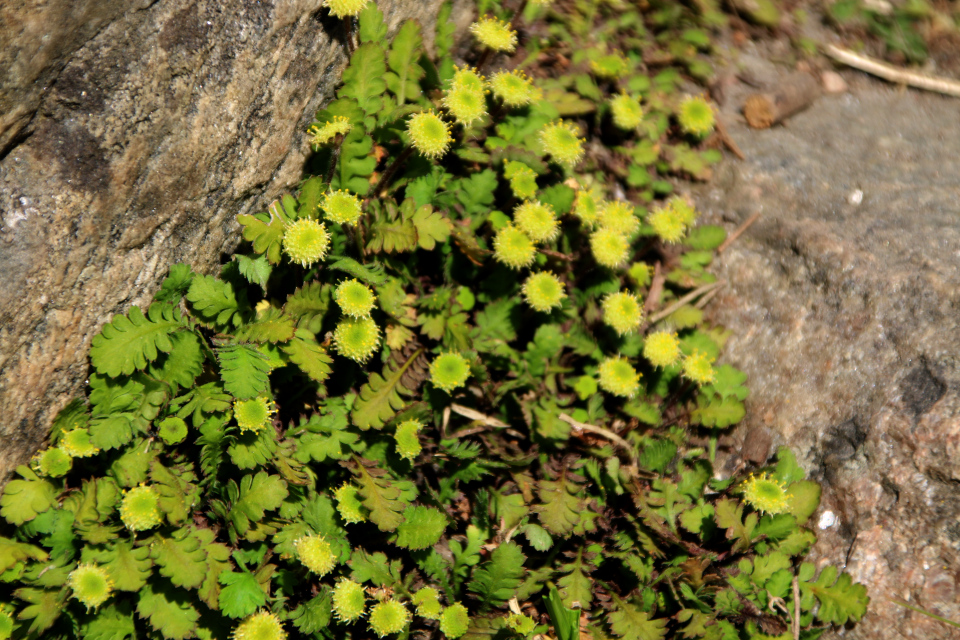 Лептинелла (лат. Leptinella sp.). Ботанический сад Орхус 12 мая 2023, Дания 