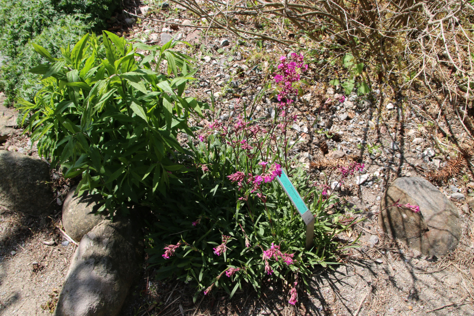 Лихнис юаньский (лат. Lychnis yunnanensis). Ботанический сад Орхус 28 мая 2023, Дания 