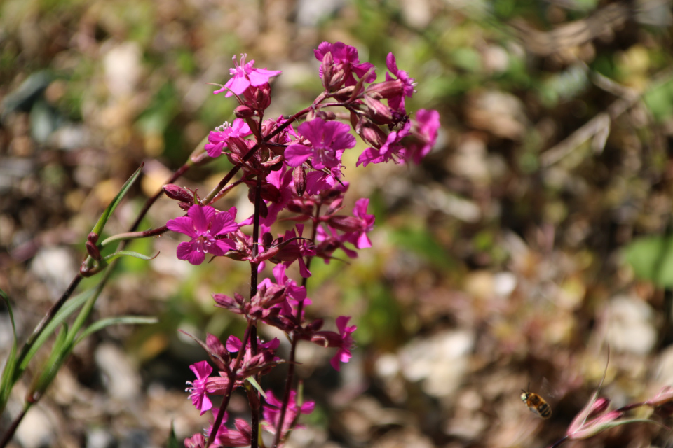 Лихнис юаньский (лат. Lychnis yunnanensis). Ботанический сад Орхус 28 мая 2023, Дания 