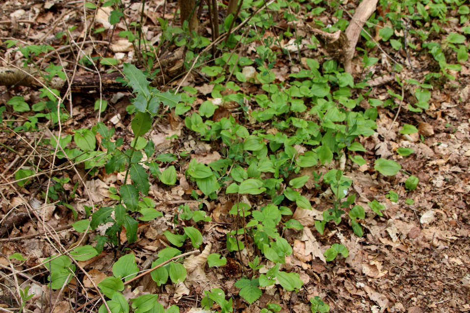 Майник двулистный (дат. Majblomst, лат. Maianthemum bifolium). Видбьерг (Hvidbjerg), Бёркоп, Дания. 5 мая 2023 