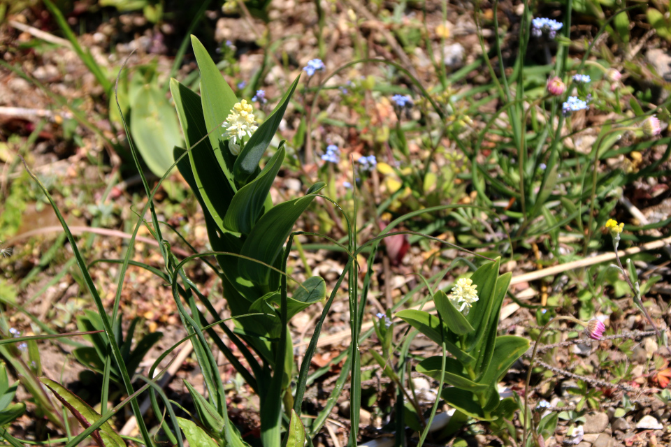 Майник звездчатый (лат. Maianthemum stellatum). Ботанический сад Орхус 12 мая 2023, Дания 