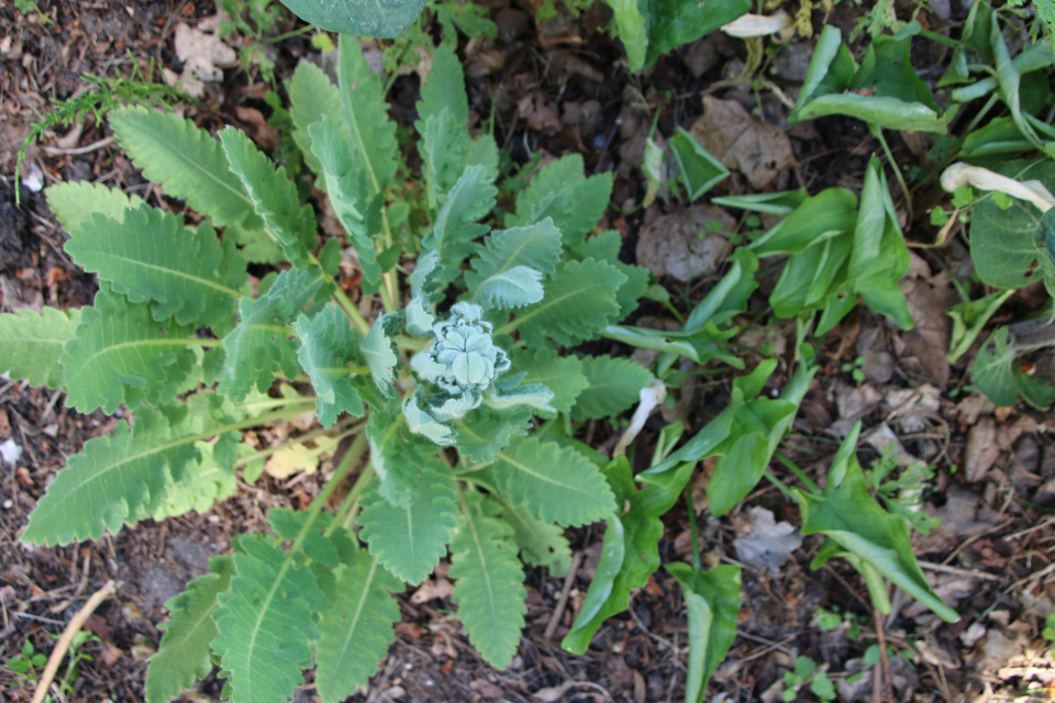 Меконопсис метельчатый (дат. Valmuesøster, лат. Meconopsis paniculata). Ботанический сад Орхус 28 мая 2023, Дания 