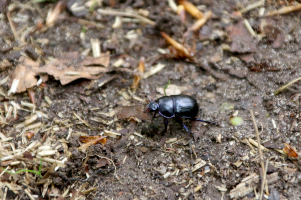 Навозник лесной (дат. Skovskarnbasse, лат. Anoplotrupes stercorosus). Рандс-фьорд, Дания. 6 мая 2023 