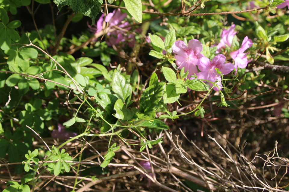 Настурция прекрасная (лат. Tropaeolum speciosum). Ботанический сад, г. Орхус, Дания. 28 мая 2023 