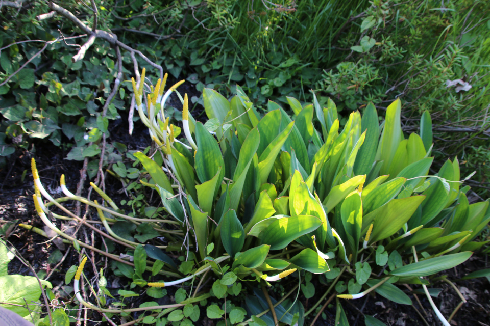 Оронтиум водный (лат. Orontium aquaticum). Ботанический сад, г. Орхус, Дания. 28 мая 2023 