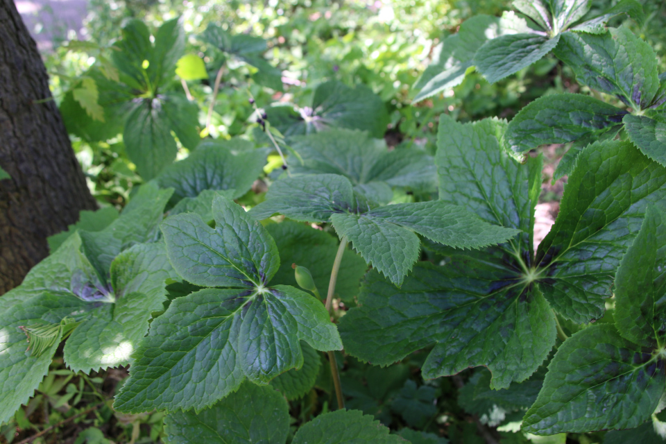 Подофилл гималайский (дат. Himalaya fodblad, лат. Podophyllum hexandrum). Ботанический сад Орхус 28 мая 2023, Дания 