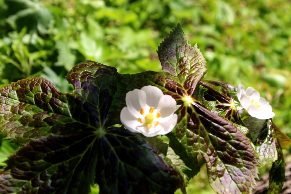 Подофилл гималайский (дат. himalaya fodblad, лат. Podophyllum hexandrum), Ботанический сад Орхус 12 мая 2023, Дания 