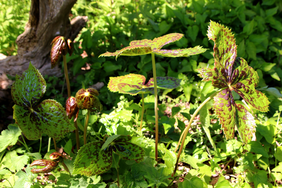 Подофилл гималайский (дат. himalaya fodblad, лат. Podophyllum hexandrum), Ботанический сад Орхус 12 мая 2023, Дания 