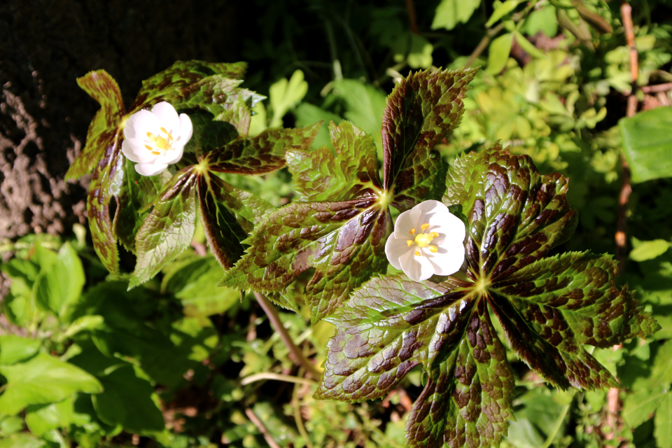 Подофилл гималайский (дат. himalaya fodblad, лат. Podophyllum hexandrum), Ботанический сад Орхус 12 мая 2023, Дания 