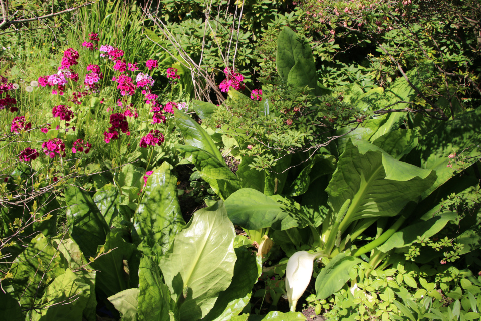 Лизихитон камчатский (дат. hvid kæmpekalla, лат. Lysichiton camtschatcensis), Примула японская (дат. Japansk Primula / Etageprimula, лат. Primula Japonica). Ботанический сад Орхус 28 мая 2023, Дания 