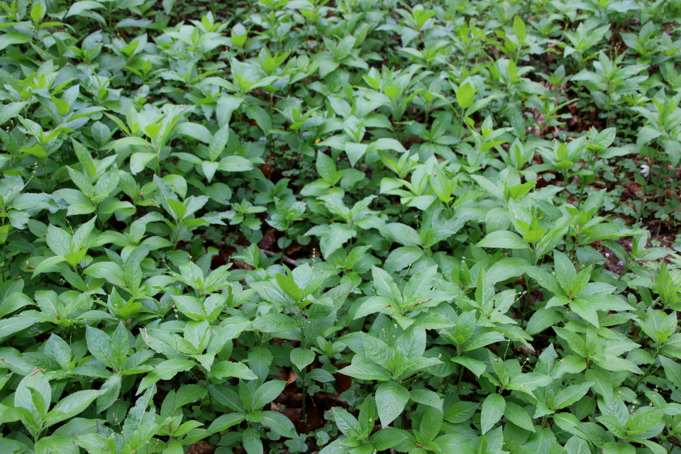 Пролесник многолетний (дат. Almindelig bingelurt, лат. Mercurialis perennis). Буковый лес. Рандс-фьорд, Дания. 6 мая 2023 