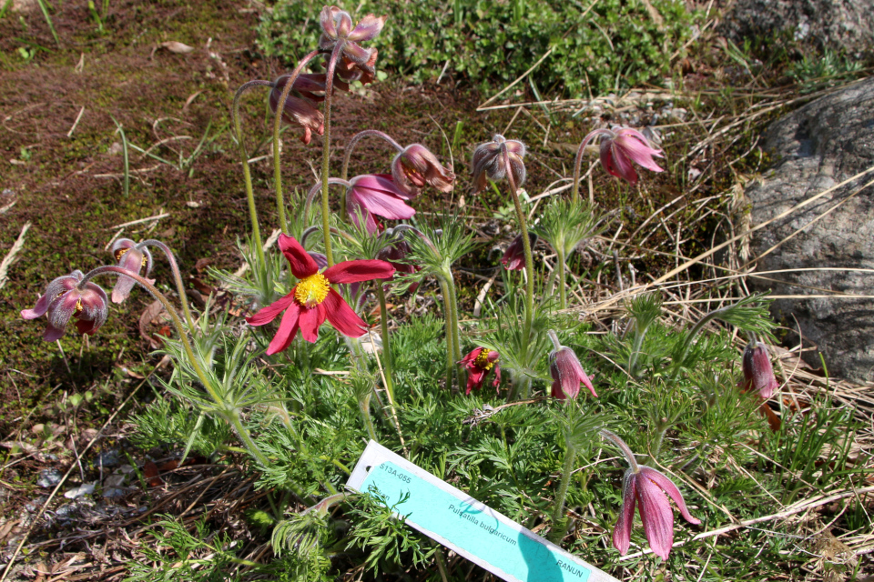 Прострел (лат. Pulsatilla bulgaricum), Ботанический сад Орхус 30 апреля 2023, Дания 