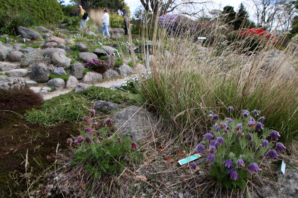 Прострел обыкновенный (дат. Kobjælde Opret, лат. Pulsatilla vulgaris), Прострел славянский (лат. Pulsatilla slavica), Ботанический сад Орхус 30 апреля 2023, Дания 