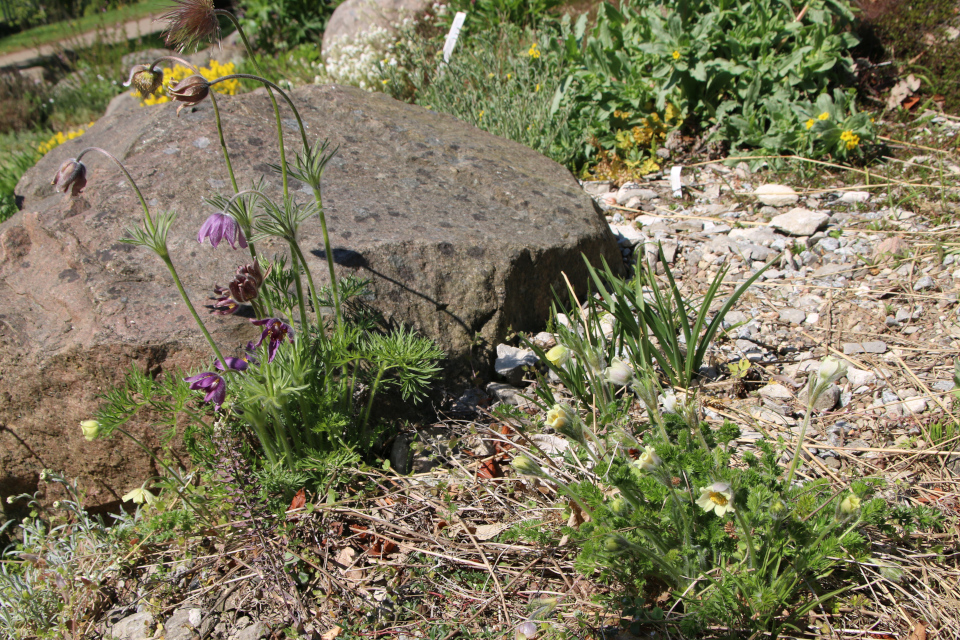 Прострел славянский (лат. Pulsatilla slavica). Прострел албанский (дат. kaukasisk kobjælde, лат. pulsatilla albana). Ботанический сад Орхус 12 мая 2023, Дания 