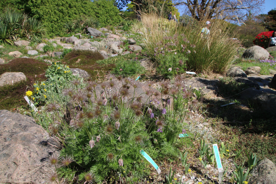 Прострел славянский (лат. Pulsatilla slavica). Прострел весенний (дат. Vårkobjælde, лат. Anemone vernalis). Ботанический сад Орхус 12 мая 2023, Дания 