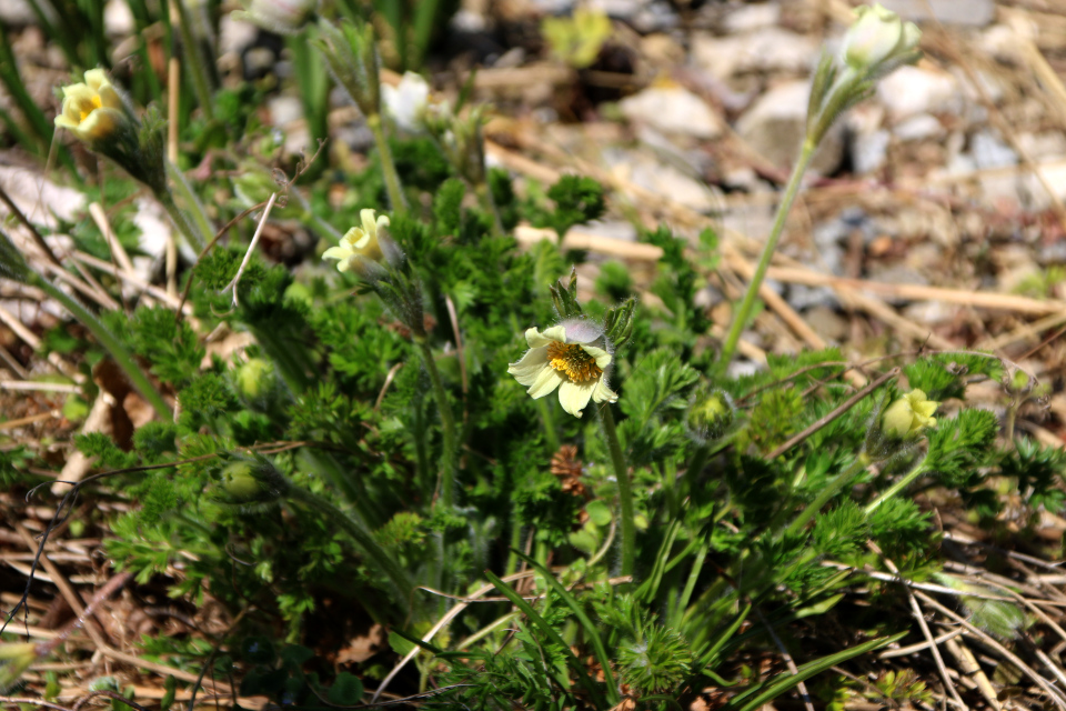 Прострел весенний (дат. Vårkobjælde, лат. Anemone vernalis). Ботанический сад Орхус 12 мая 2023, Дания 