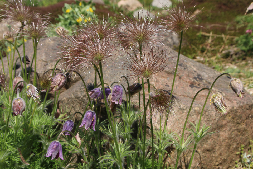 Прострел славянский (лат. Pulsatilla slavica).Ботанический сад Орхус 12 мая 2023, Дания 