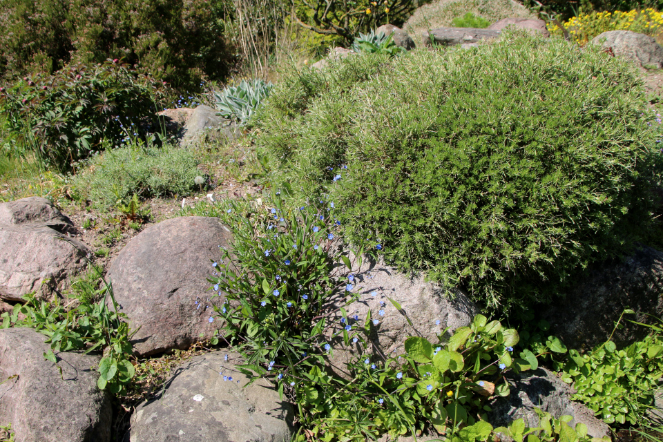 Пупочник блестящий (дат. Kærminde, лат. Omphalodes nitida). Ботанический сад Орхус 12 мая 2023, Дания 