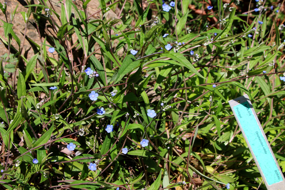 Пупочник блестящий (дат. Kærminde, лат. Omphalodes nitida). Ботанический сад Орхус 12 мая 2023, Дания 