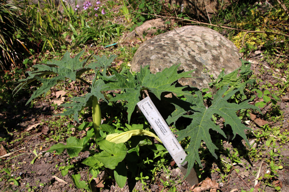 Ревень тангутский (дат. Tibetansk Rabarber, лат. Rheum palmatum var. tanguticum), Ботанический сад Орхус 12 мая 2023, Дания 