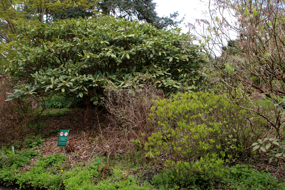 Рододендрон сычуаньский (лат. Rhododendron sutchuenense). Хельвингия японская (лат. Helwingia japonica), Ботанический сад Орхус 30 апреля 2023, Дания 