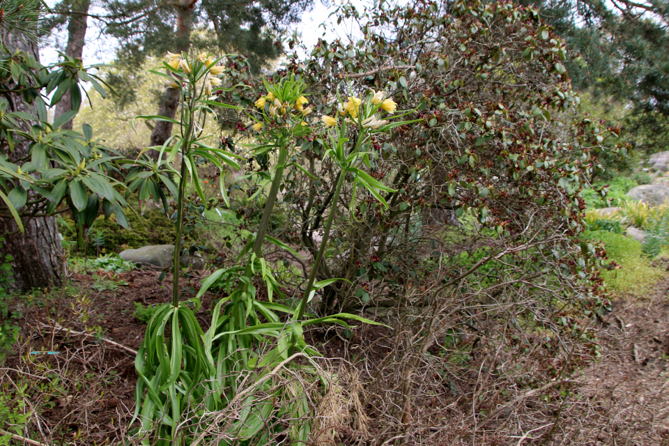 Рябчик императорский (дат. Kejserkrone, лат. Fritillaria imperialis). Ботанический сад Орхус, Дания. 30 апреля 2023