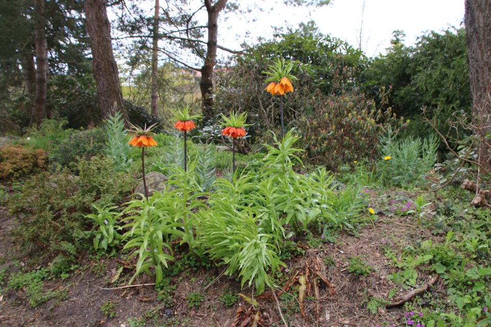 Рябчик императорский (дат. Kejserkrone, лат. Fritillaria imperialis). Ботанический сад Орхус, Дания. 30 апреля 2023 