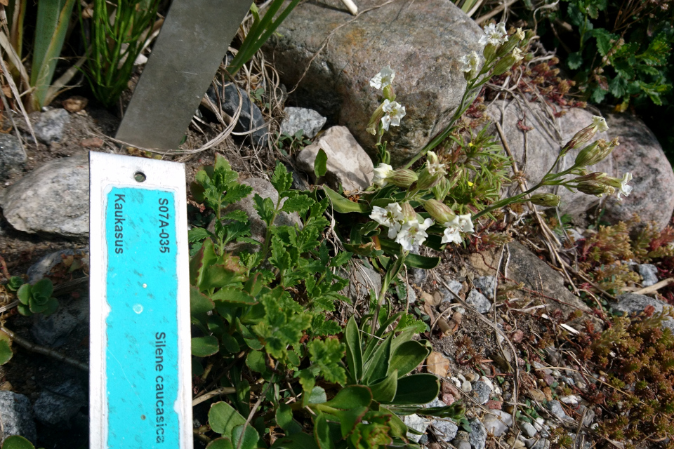 Смолёвка кавказская (лат. Silene caucasica). Ботанический сад Орхус 28 мая 2023, Дания 