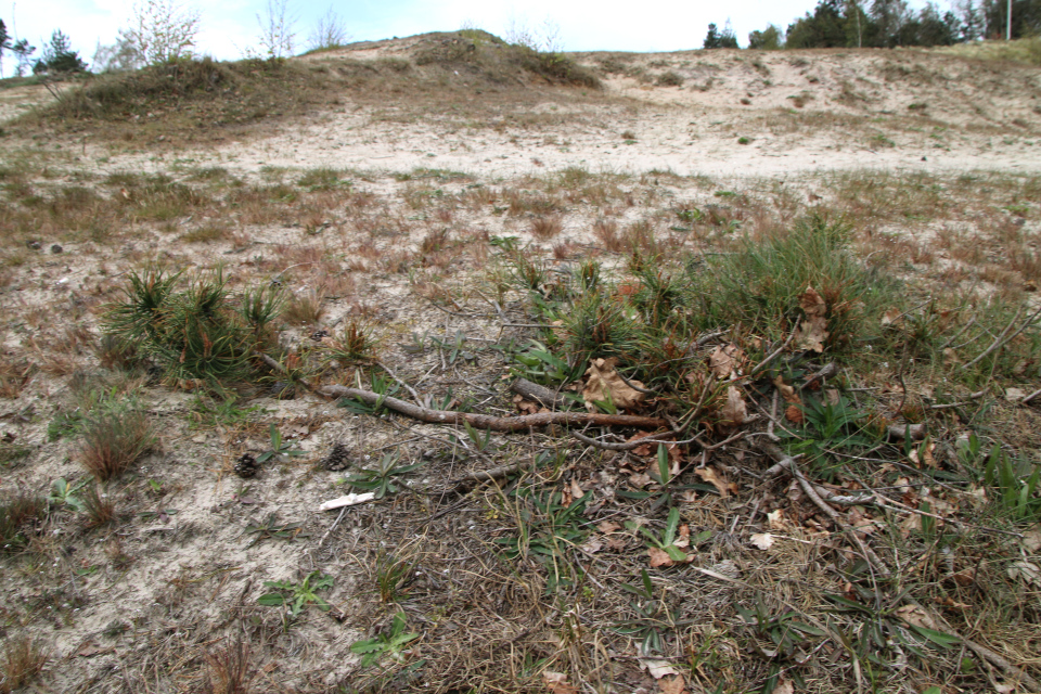 Сосна скрученная (дат. Klitfyr, лат. Pinus contorta). Видбьерг (Hvidbjerg), Бёркоп, Дания. 5 мая 2023 