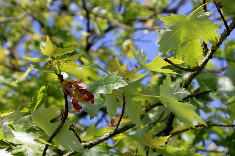 Клён красный (дат. Rød løn, лат. Acer rubrum). Ботанический сад Орхус 28 мая 2023, Дания 