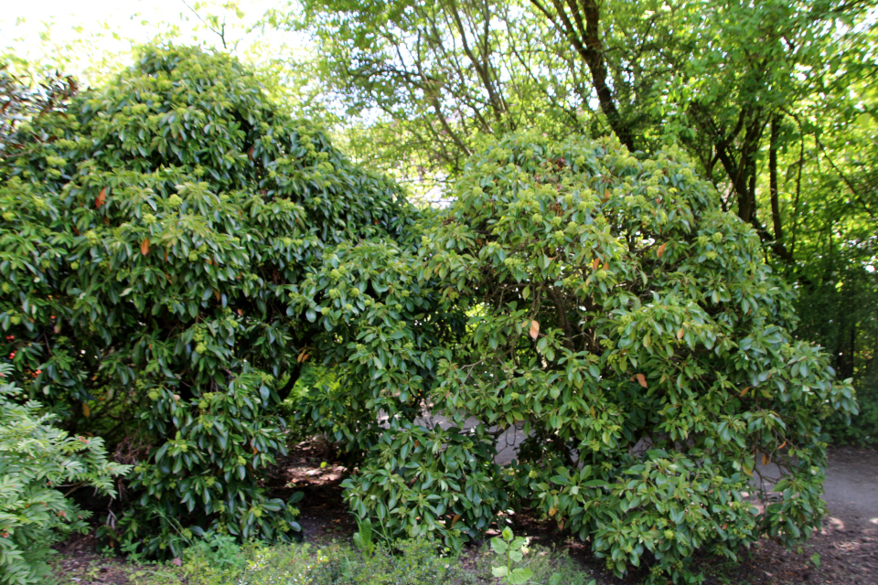 Троходендрон аралиевидный (дат. Hjultræ, лат. Trochodendron aralioides). Ботанический сад Орхус 28 мая 2023, Дания 