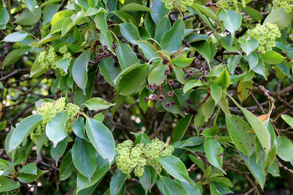 Троходендрон аралиевидный (дат. Hjultræ, лат. Trochodendron aralioides). Ботанический сад Орхус 28 мая 2023, Дания 