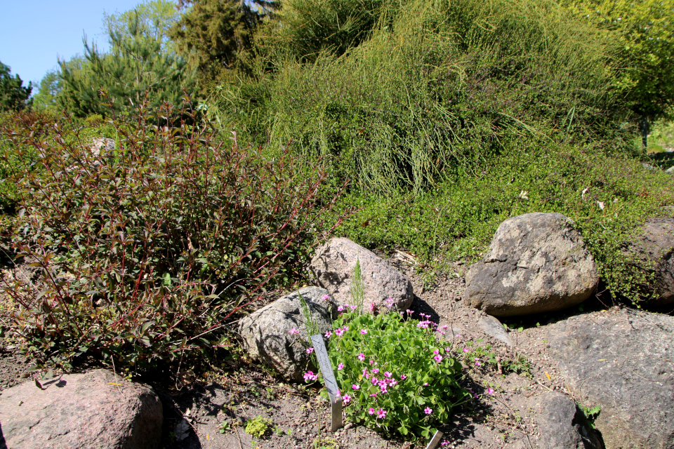 Фуксия магелланская (дат. Havefuchsia Gracilis, лат. Fuchsia magellanica var. gracilis), Кислица членистая (дат. Rosenrød surkløver, лат. Oxalis articulata). Ботанический сад Орхус 28 мая 2023, Дания 