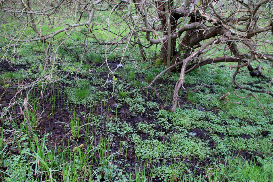 Хвощ зимующий / Хвощ зимний (дат. Skavgræs, лат. Equisetum hyemale). Рандс-фьорд, 6 мая 2023 