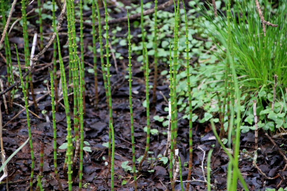 Хвощ зимующий / Хвощ зимний (дат. Skavgræs, лат. Equisetum hyemale). Рандс-фьорд, 6 мая 2023 