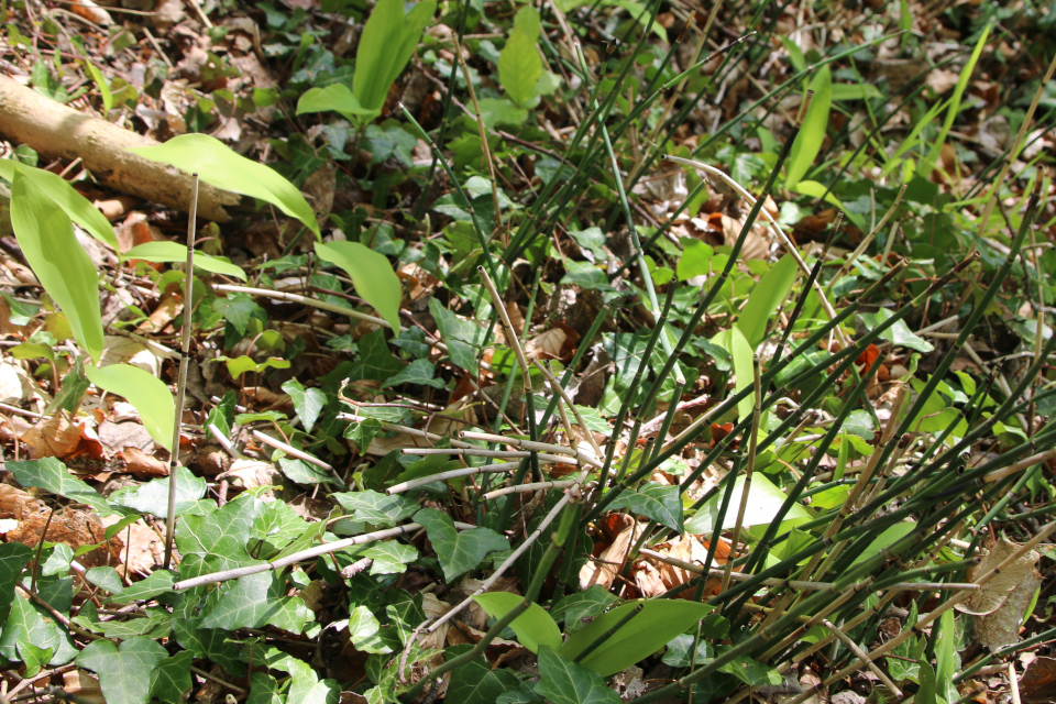 Хвощ зимующий / Хвощ зимний (дат. Skavgræs, лат. Equisetum hyemale). Обрыв, малый бельт. Trelde Næs, Фредерисия, Дания. 7 мая 2023 