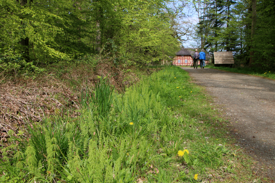 Хвощ лесной (дат. Skovpadderok, лат. Equisetum sylvaticum). Трельде-Нэс (Trelde Næs), Фредерисия, Дания. 7 мая 2023 