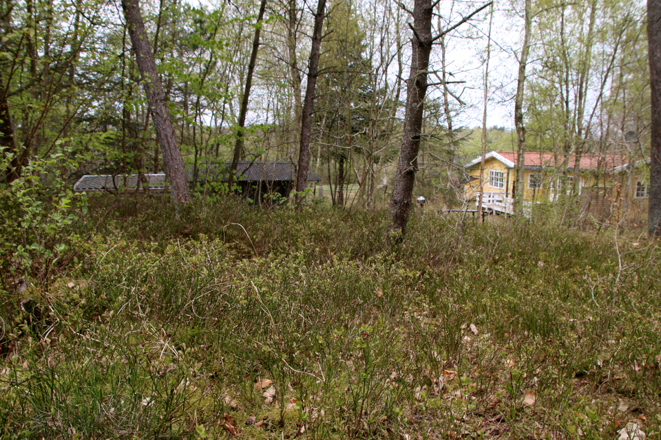 Черника обыкновенная (Дат. Blåbær, лат. Vaccinium myrtillus). Видбьерг (Hvidbjerg), Бёркоп, Дания. 5 мая 2023 