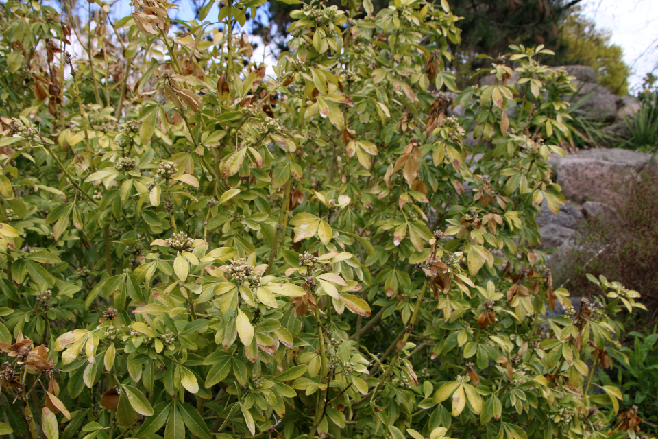 Шуазия тройчатая (дат. Orangeblomst, лат. Choisya ternata), Ботанический сад Орхус, Дания. 30 апреля 2023