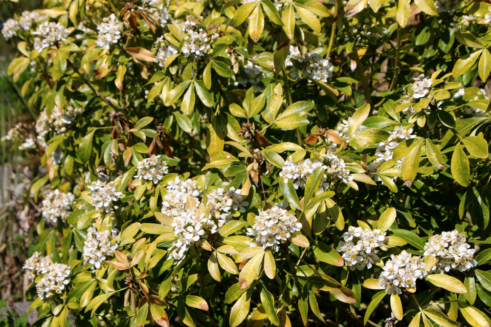 Шуазия тройчатая (дат. Orangeblomst, лат. Choisya ternata). Ботанический сад, 12 мая 2023. Орхус, Дания 