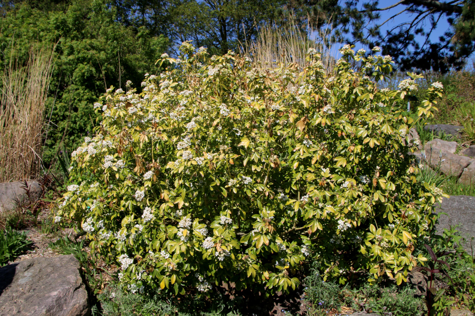 Шуазия тройчатая (дат. Orangeblomst, лат. Choisya ternata). Ботанический сад, 12 мая 2023. Орхус, Дания 