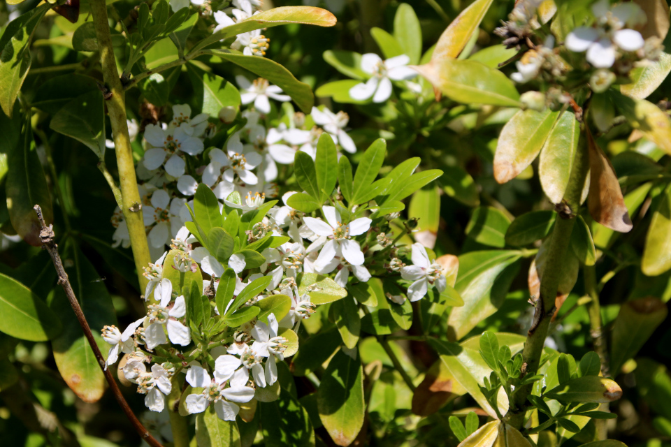 Шуазия тройчатая (дат. Orangeblomst, лат. Choisya ternata). Ботанический сад г. Орхус, Дания. 28 мая 2023 