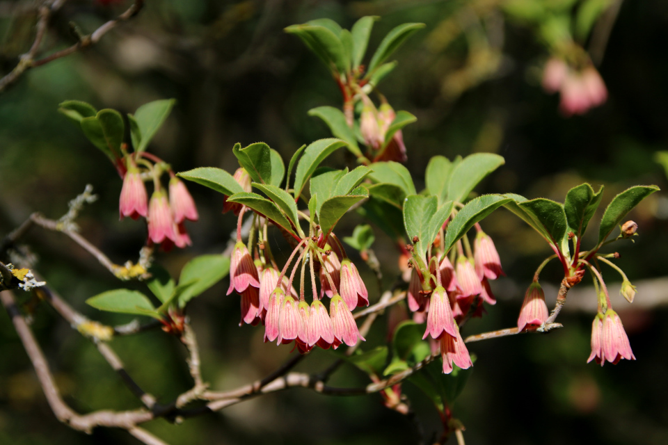 Энкиантус колокольчатый (дат. Pagodebusk, лат. Enkianthus campanulatus). Ботанический сад Орхус 28 мая 2023, Дания 